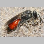 Sphecodes pellucidus - Blutbiene w002g 9mm - Sandgrube Niedringhaussee-det.jpg